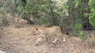 Leopard vs Lion