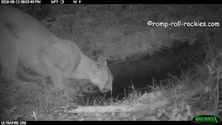 Mountain lion and terrified bobcat (August, 2018)