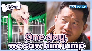 We saw him jump!🦘 [Dogs Are Incredible : EP.217-2] | KBS WORLD TV 240430