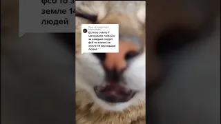 Лучшие тикток мемы #530 | Best TikTok memes #shorts #memes #мем