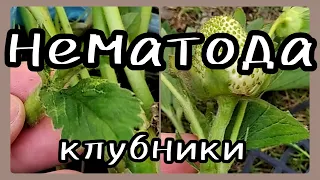 НЕМАТОДА на клубнике 🍓Методы борьбы и профилактики.