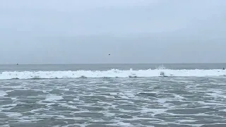 Dolphins and Surfers in the Tides