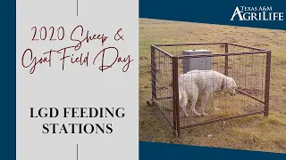 Sheep n Goat Field Day 2020 - LGD Feeding Systems