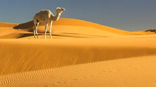 Очень красивая Христианская песня : В пустыне греховной земной 🎺 💚