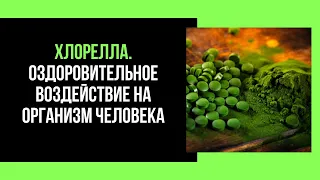 Хлорелла. Воздействие на организм человека