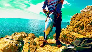 Caught a huge bonito on the edge of the rock❗