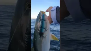 Saltwater Swimbait Blowup!