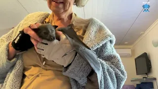 Baby flying-foxes growing up:  Auntie Jack shows us her babies