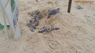 Tortugas marinas naciendo - Sea turtle being born