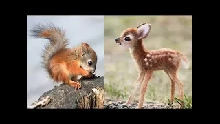 Süße Tierbabys Videos Zusammenstellung - süßer Moment der Tiere 🐤 5