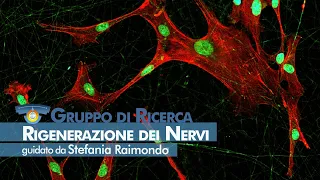 NICO - Rigenerazione dei nervi