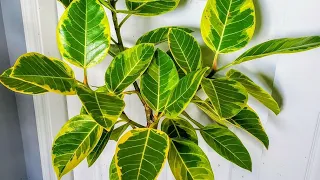 How to Revive a Ficus Dropping Leaves