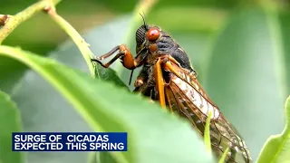 Some trillion cicadas will appear in April for 1st time in 200+ years