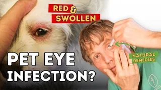 Top 7 Effective Home Remedies for Conjunctivitis in Pets