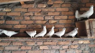 Бакинский Кептерлер Pigeons