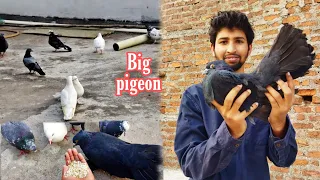 🖤Black Lakha kabutar || Indian fantail pigeon breeding 😍 setup show