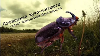 Похождения жука носорога