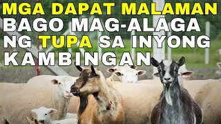 MGA DAPAT MALAMAN bago mag alaga ng TUPA sa Kambingan