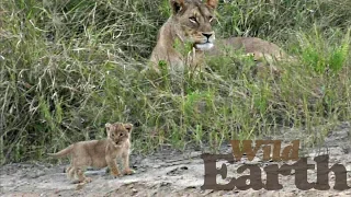 WildEarth - Sunset Safari - 14 May 2020