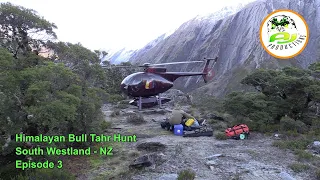 MONSTER 15-inch Public Land Himalayan Bull Tahr.