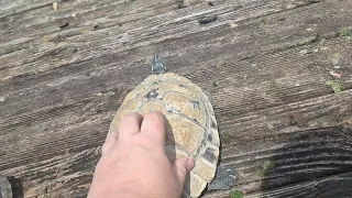 Turtle Sanctuary release 4.