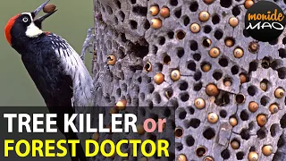 Forest Doctor or Tree Killer | The Evil Woodpecker That Devours The Brain