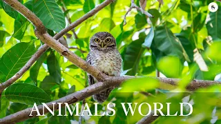 African Wildlife 4K - Wonderful wildlife movie with soothing music