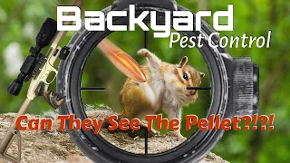 Backyard Pest Control - Cyber Punk Critters doing Maxtrix moves! EDgun Leshiy and ATN X Sight 4K Pro