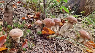 Season of porcini mushrooms non-stop. Part 1 - In the thickets.