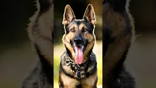 DEUTSCHLAND: Verbot von Schäferhund und Dackel droht! Nachvollziehbar oder lächerlich? WELT #shorts