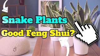 Are Snake Plants Good Feng Shui?