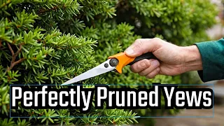 Pruning Yews