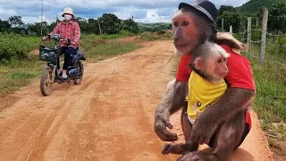 Abu worriedly carried the baby monkey Abigail to find Mom