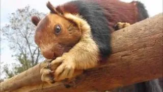 Malabar giant squirrel in Kerala national forest eating a cookie