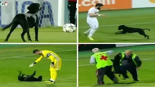Playful Dog Interrupts Soccer Game & Demands Belly Rub from Goalkeeper