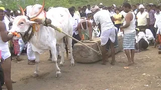 khilari breed bull pulling heavy weight stone in yadwad. festival.sharyat.stone bull 2.