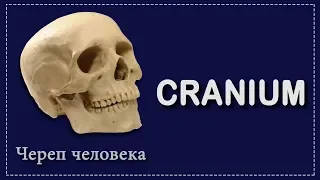 СТРОЕНИЕ ЧЕРЕПА | CRANIUM | АНАТОМИЯ ДЛЯ СТУДЕНТОВ - МЕДИКОВ | ПЕРВОКУРСНИКОВ