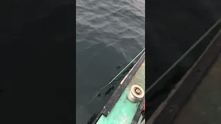 Halibut fishing PEI (longline) on the trawl hauler