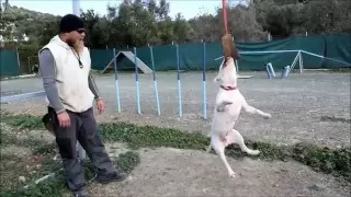 Bull terrier agility and spring pole training!