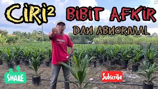 Ciri bibit sawit afkir dan abnormal