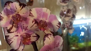 Купила орхидеи в Леруа Мерлен/Новые орхидеи/I bought new orchids in Leroy Merlin