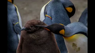 Императорский пингвин. Учебный фильм
