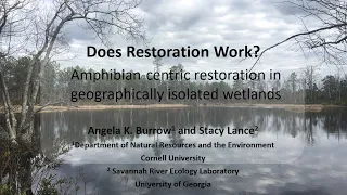 Women in Wetlands Section Webinar: An Amphibian-Centric Look at Restoration in Isolated Wetlands