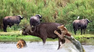 OMG! Crocodile, Lion vs Buffalo Real Fight in River | Amazing Crocodile Take Down Two Brother Lions