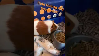 A Wild Guinea Pig Has Appeared!