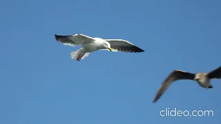 Amazing flights with pigeon on board of a microlight. Christian Moullec avec ses oiseaux 2022