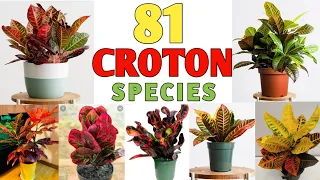 81 Croton Plant Species | Croton Plant Varieties with names | Plant and Planting