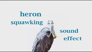 Heron Bird  Sounds / Sound Effect / Animation