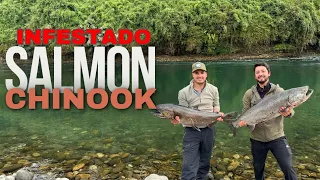 POZON PLAGADOS DE SALMÓN CHINOOK 😱🎣POR FIN SE ACTIVARON 🤪PURO DISFRUTE POR ACÁ 💪 ¡KING SALMON!