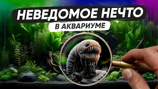 Неведомое нечто в аквариуме